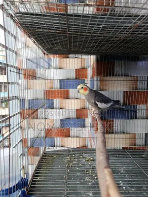 Male Cockatiel Running. In Full Mood