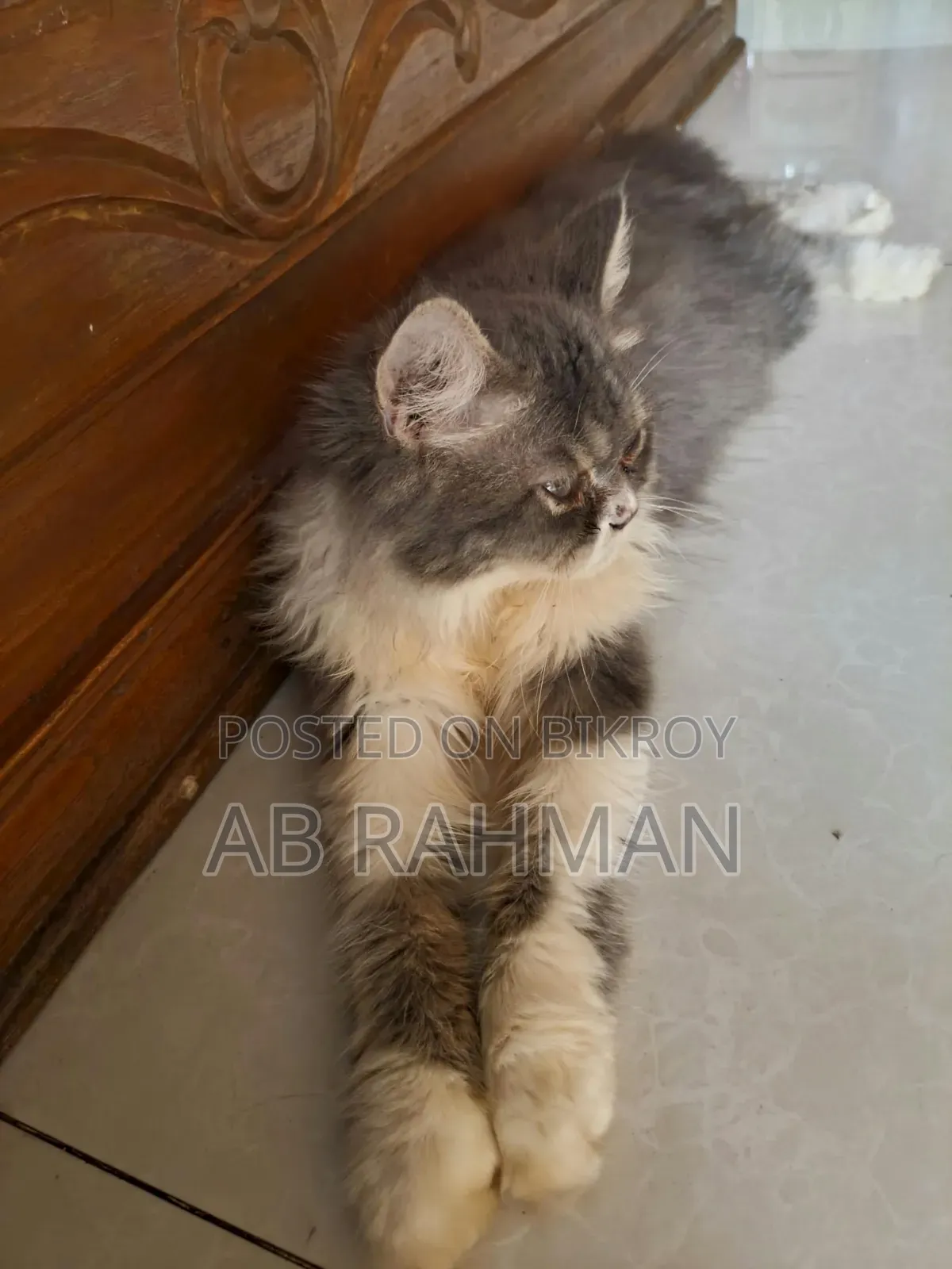 6-12 Months Male Purebred Persian