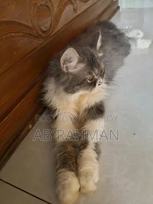 6-12 Months Male Purebred Persian