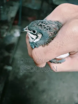 King Quail Male