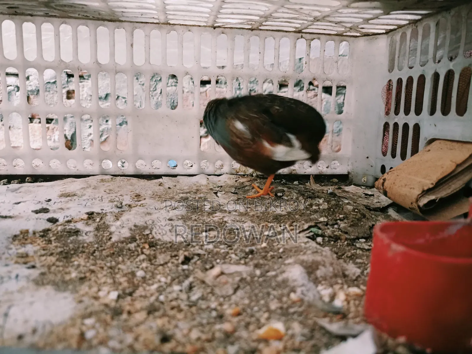 King Quail Male
