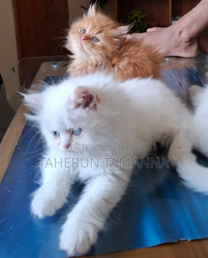 1-3 months Female Purebred Persian