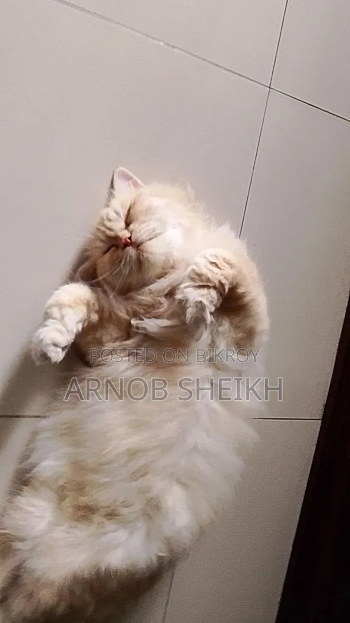 1+ year Female Purebred Persian
