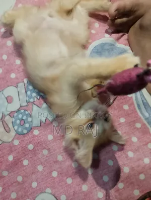 3-6 months Male Purebred Persian