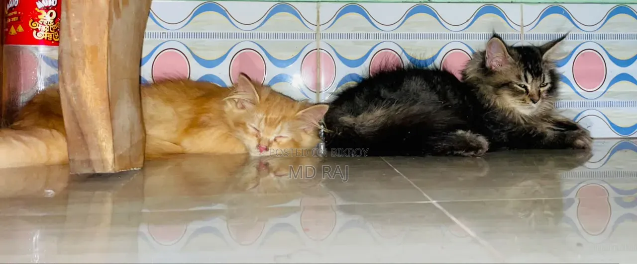 3-6 months Male Purebred Persian