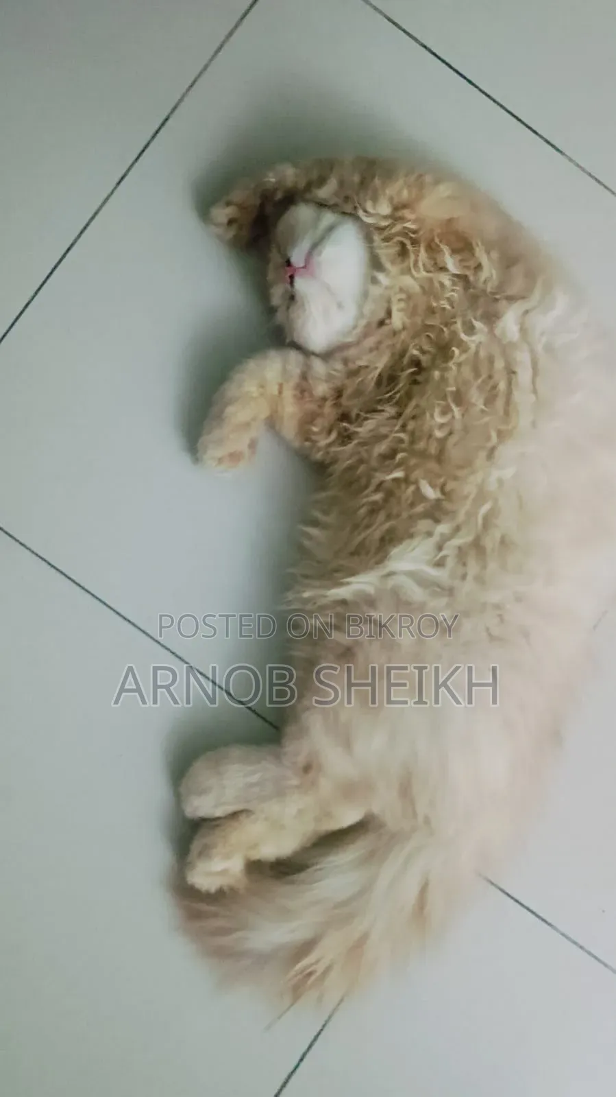 1-3 months Female Purebred Persian