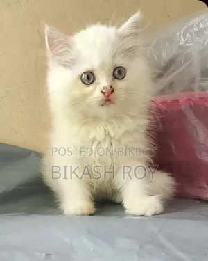 1-3 months Female Purebred Persian