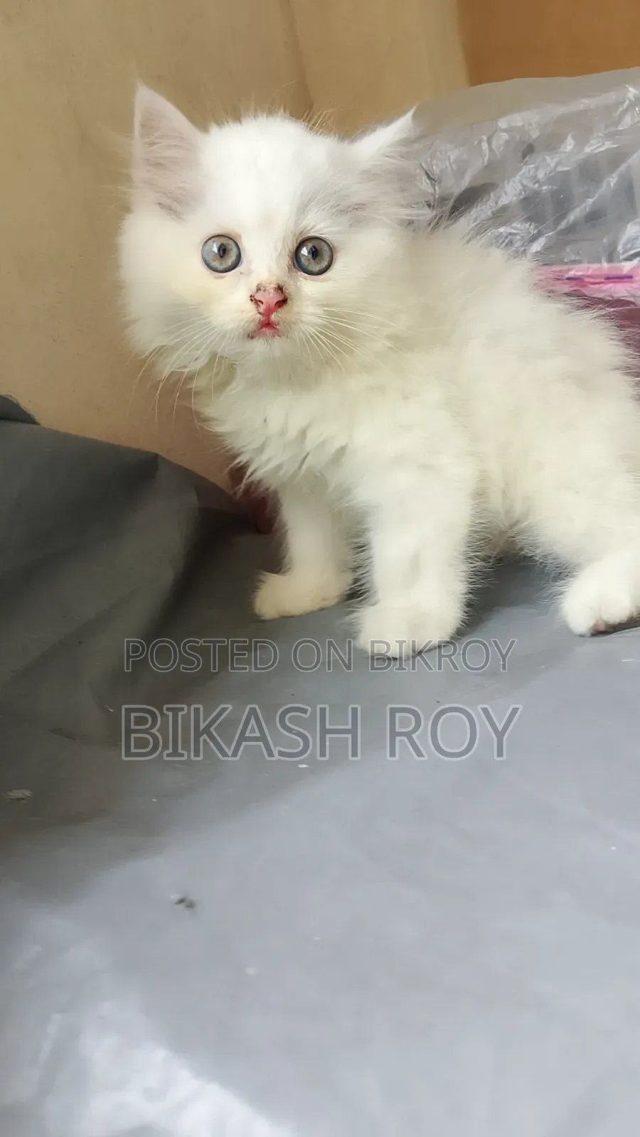 1-3 months Female Purebred Persian