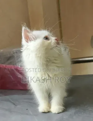 1-3 months Female Purebred Persian