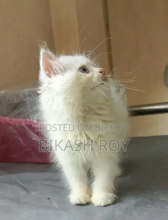 1-3 months Female Purebred Persian