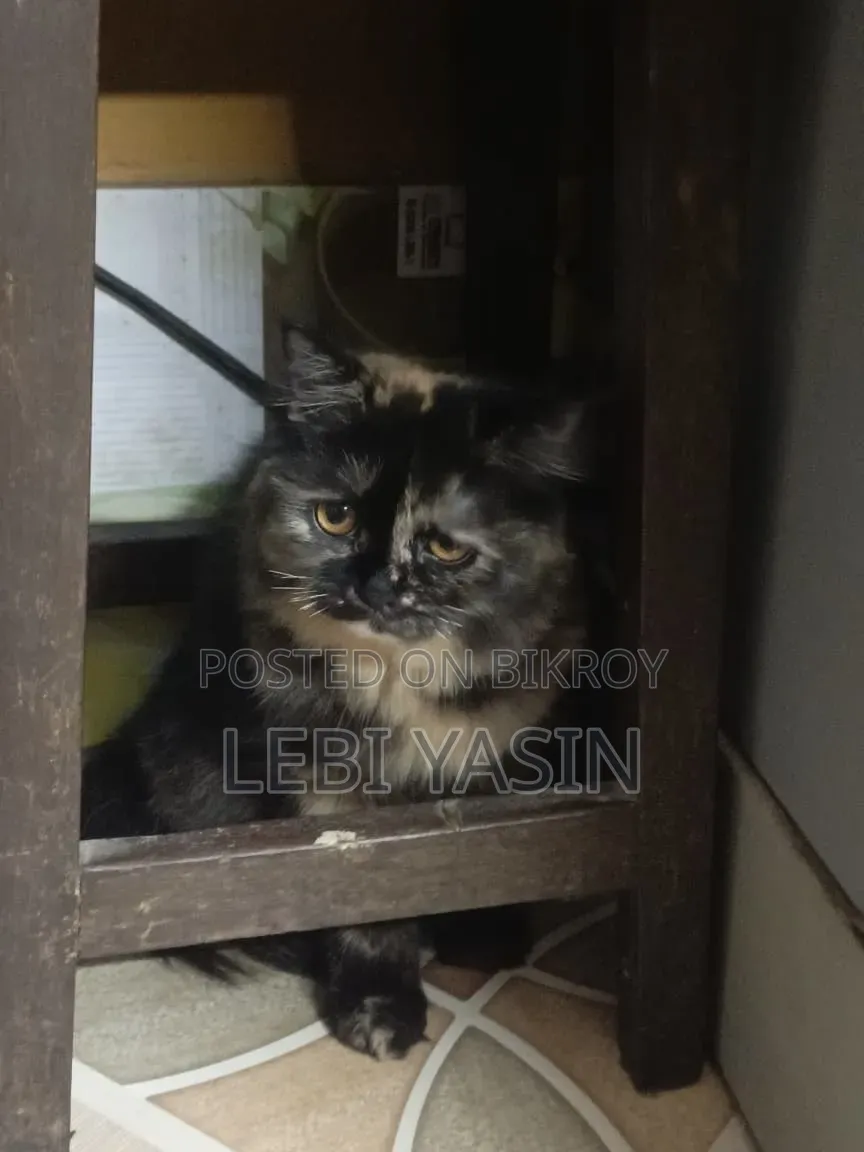 6-12 months Female Purebred Persian