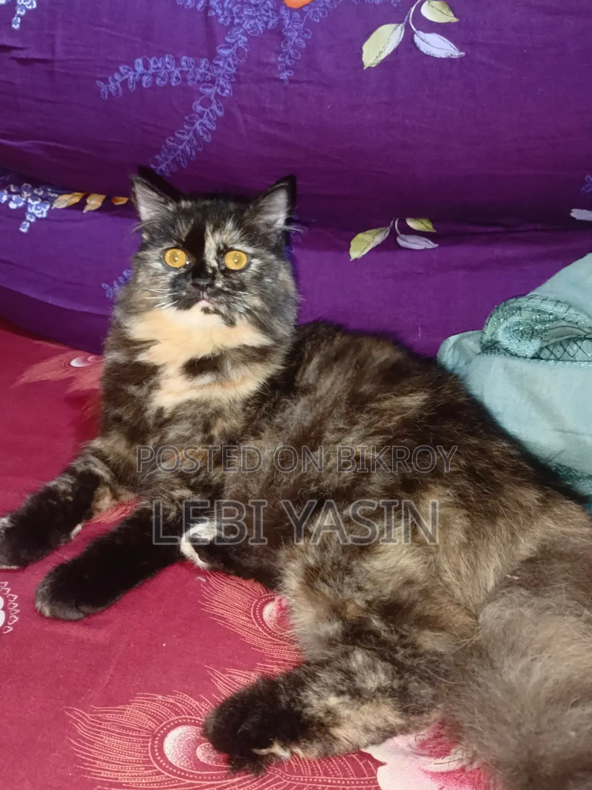 6-12 months Female Purebred Persian