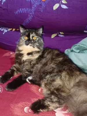 6-12 months Female Purebred Persian