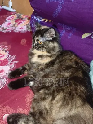 6-12 months Female Purebred Persian