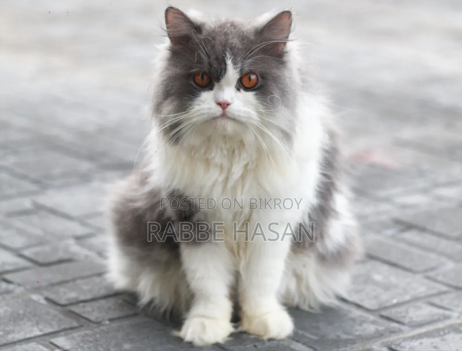 6-12 months Female Purebred Persian