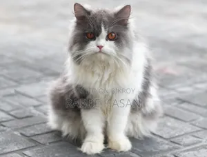 6-12 months Female Purebred Persian