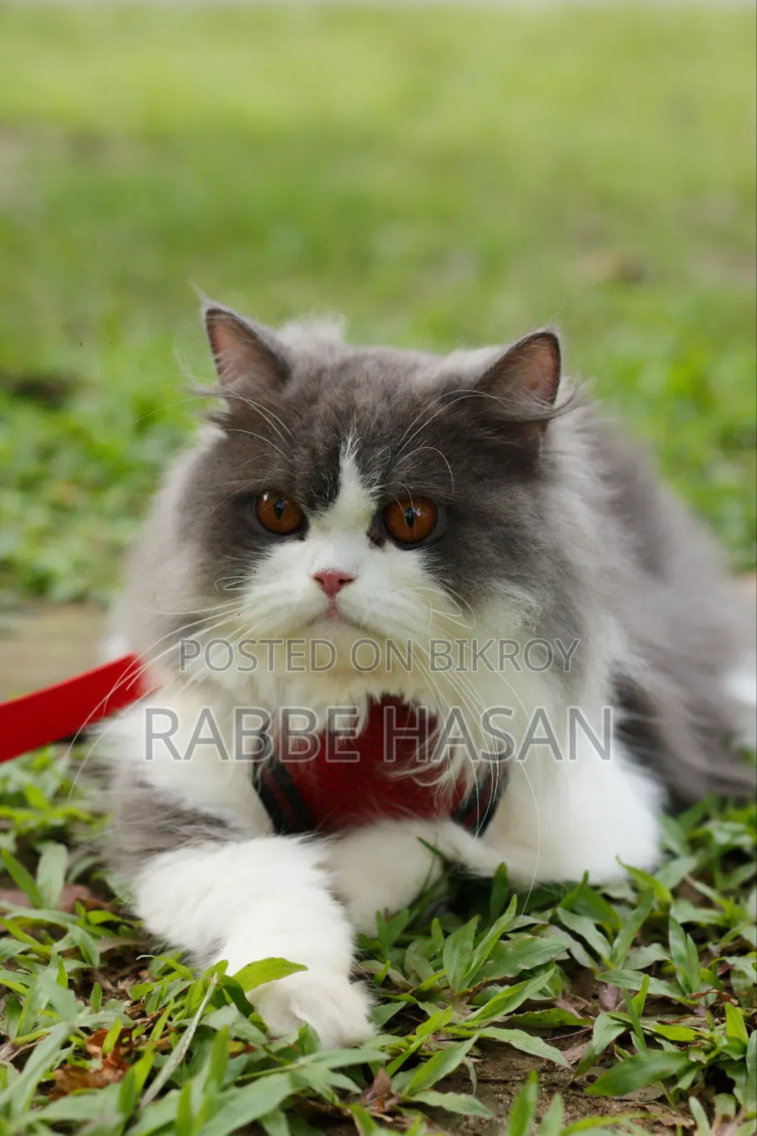 6-12 months Female Purebred Persian