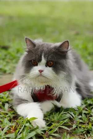 6-12 months Female Purebred Persian