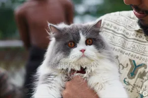 6-12 months Female Purebred Persian