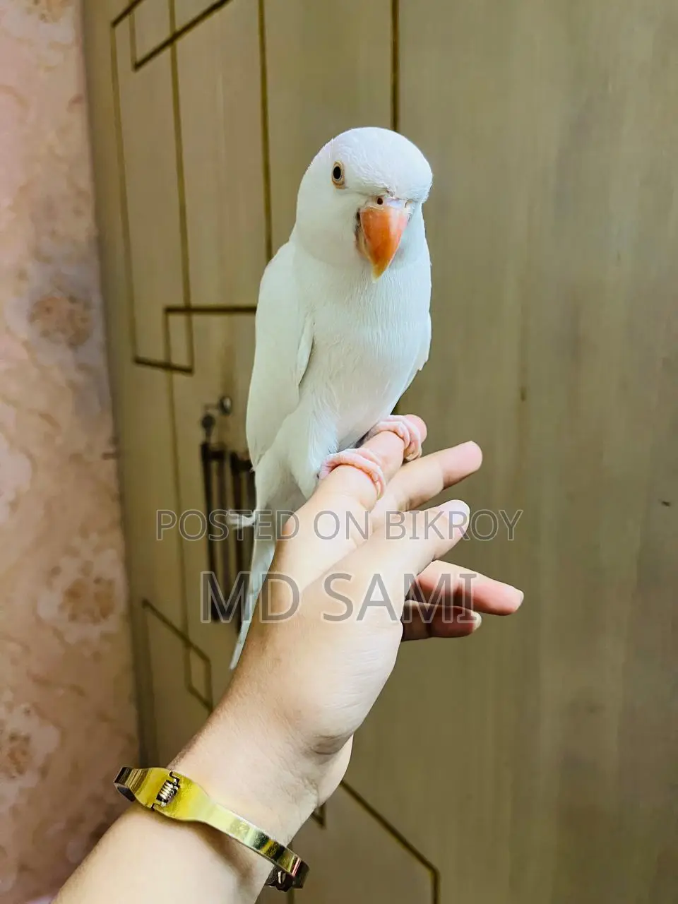 Indian Ringneck