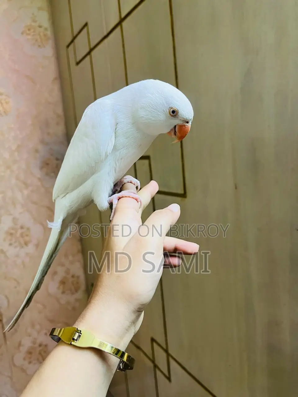 Indian Ringneck
