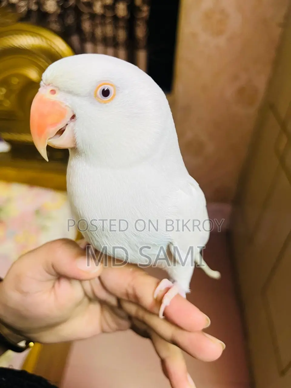 Indian Ringneck