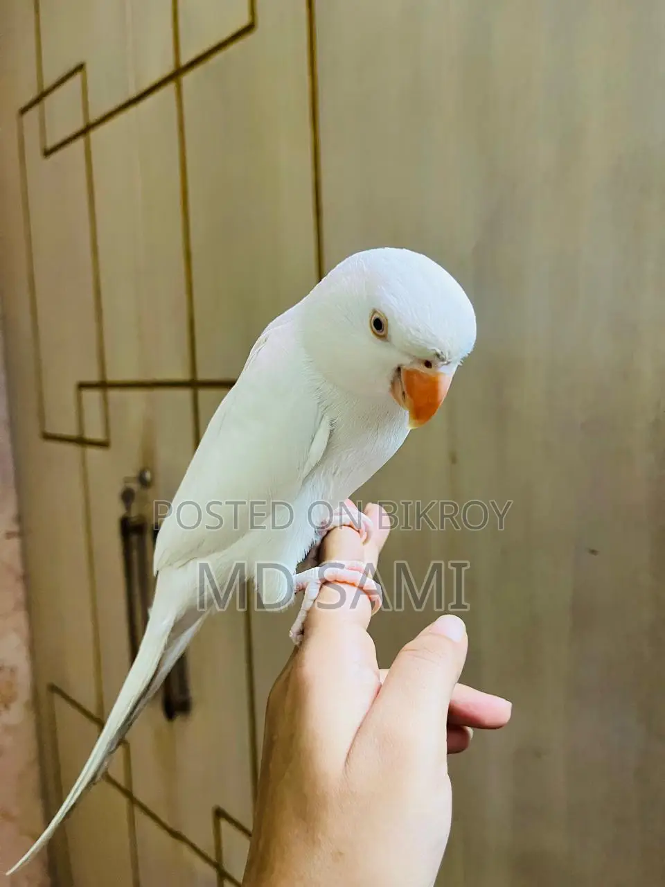 Indian Ringneck