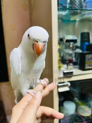 Indian Ringneck