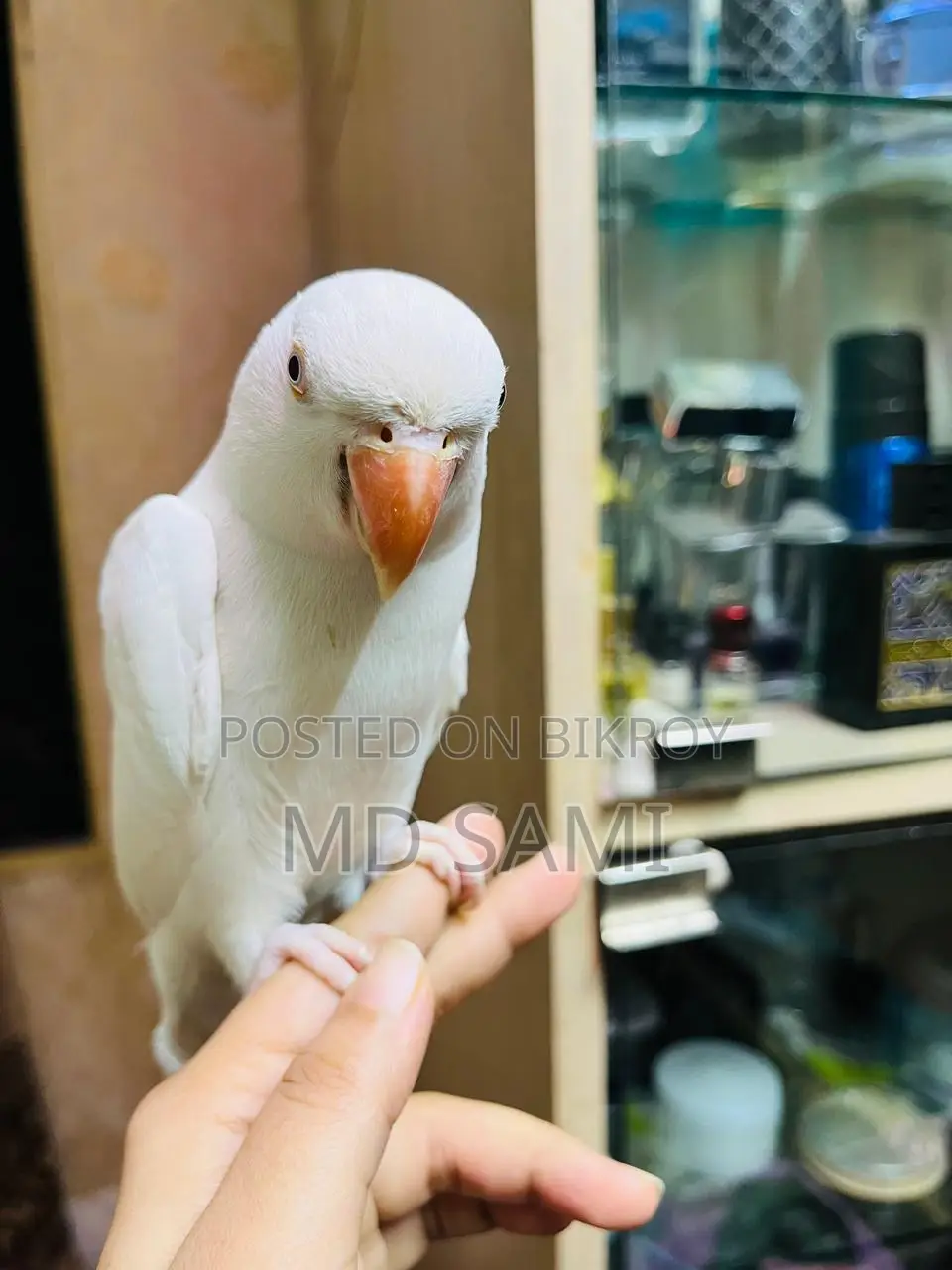 Indian Ringneck