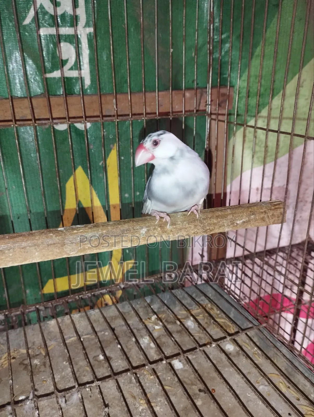 রানিং জাভা ফিমেল