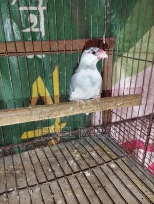 রানিং জাভা ফিমেল