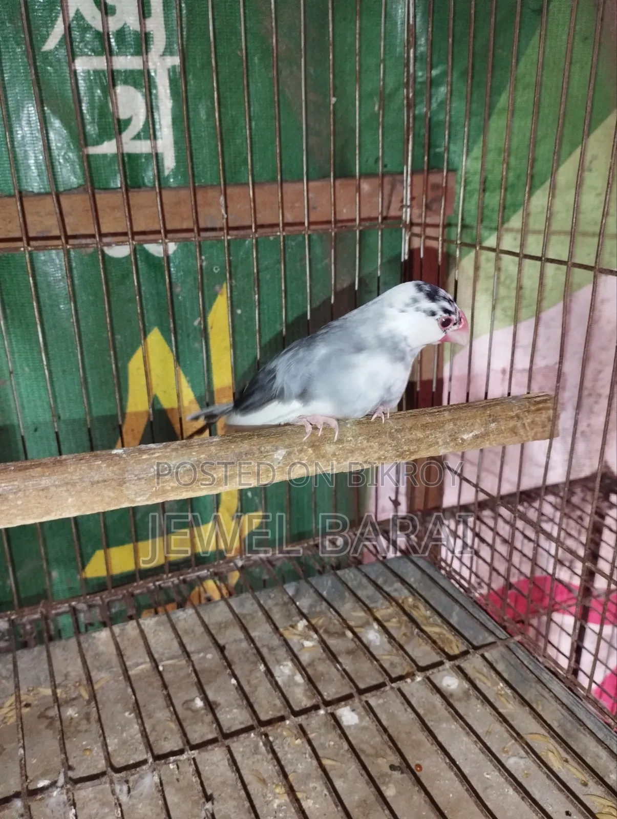 রানিং জাভা ফিমেল