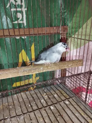 রানিং জাভা ফিমেল