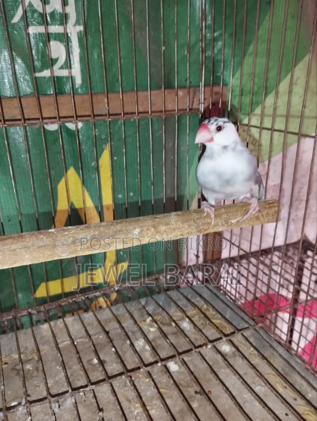 রানিং জাভা ফিমেল