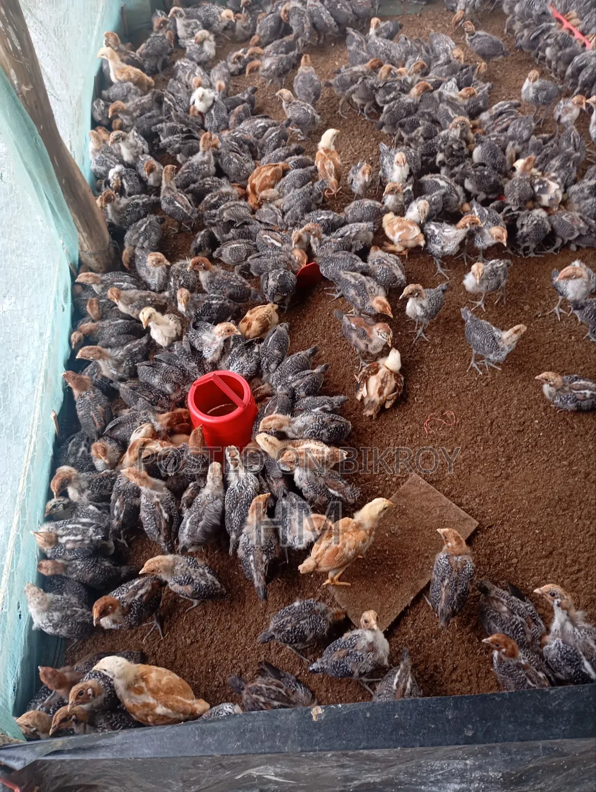 Rhode Island Red and Egyptian Fayoumi