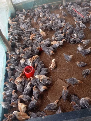 Rhode Island Red and Egyptian Fayoumi