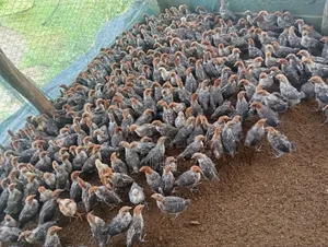 Rhode Island Red and Egyptian Fayoumi