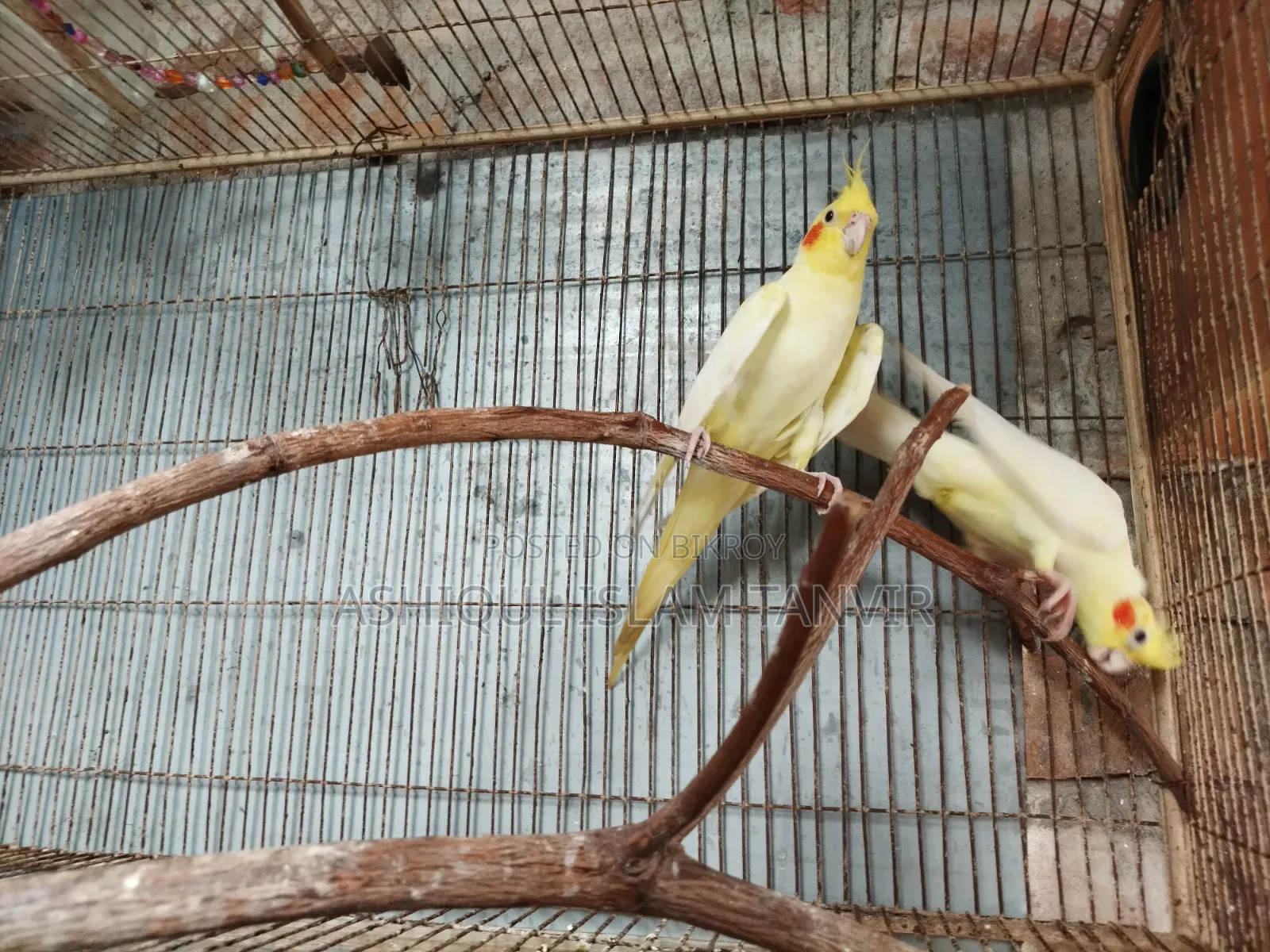Female Heavy Pearl Male Lutino