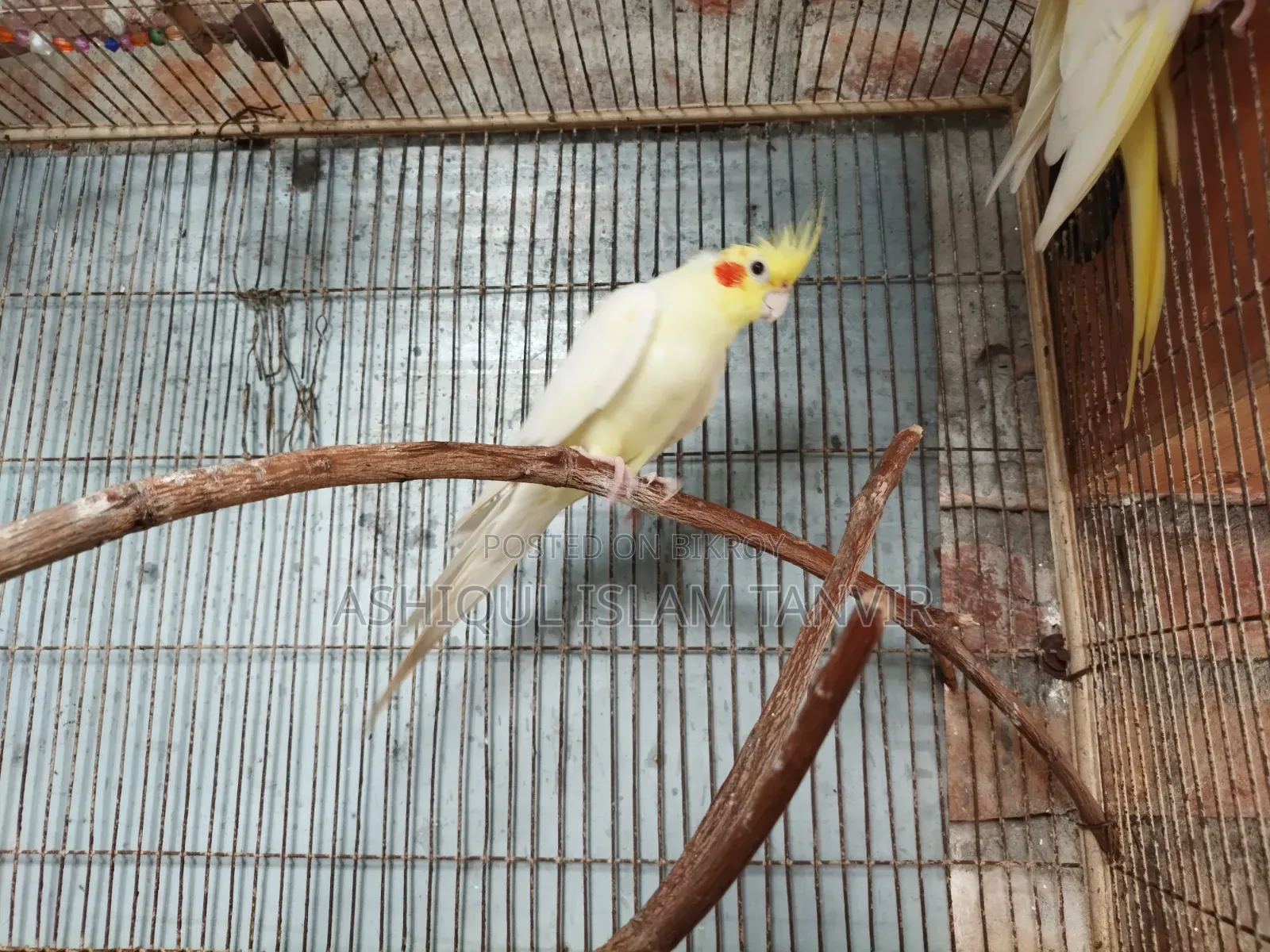 Female Heavy Pearl Male Lutino