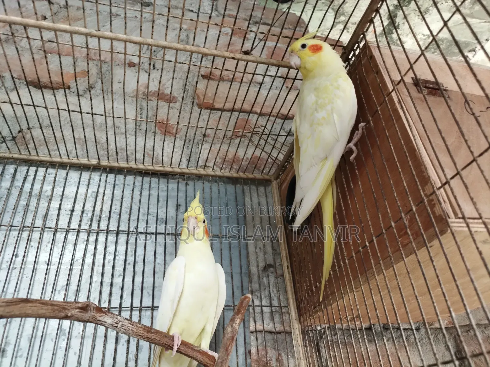 Female Heavy Pearl Male Lutino