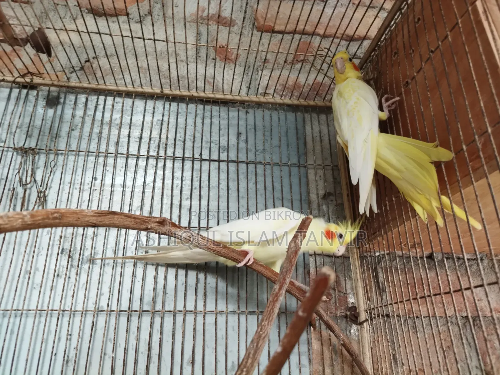 Female Heavy Pearl Male Lutino