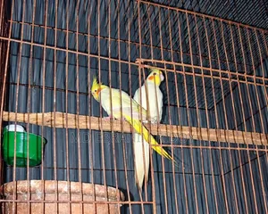 Cockatiel Birds