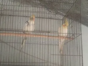 Cockatiel Birds