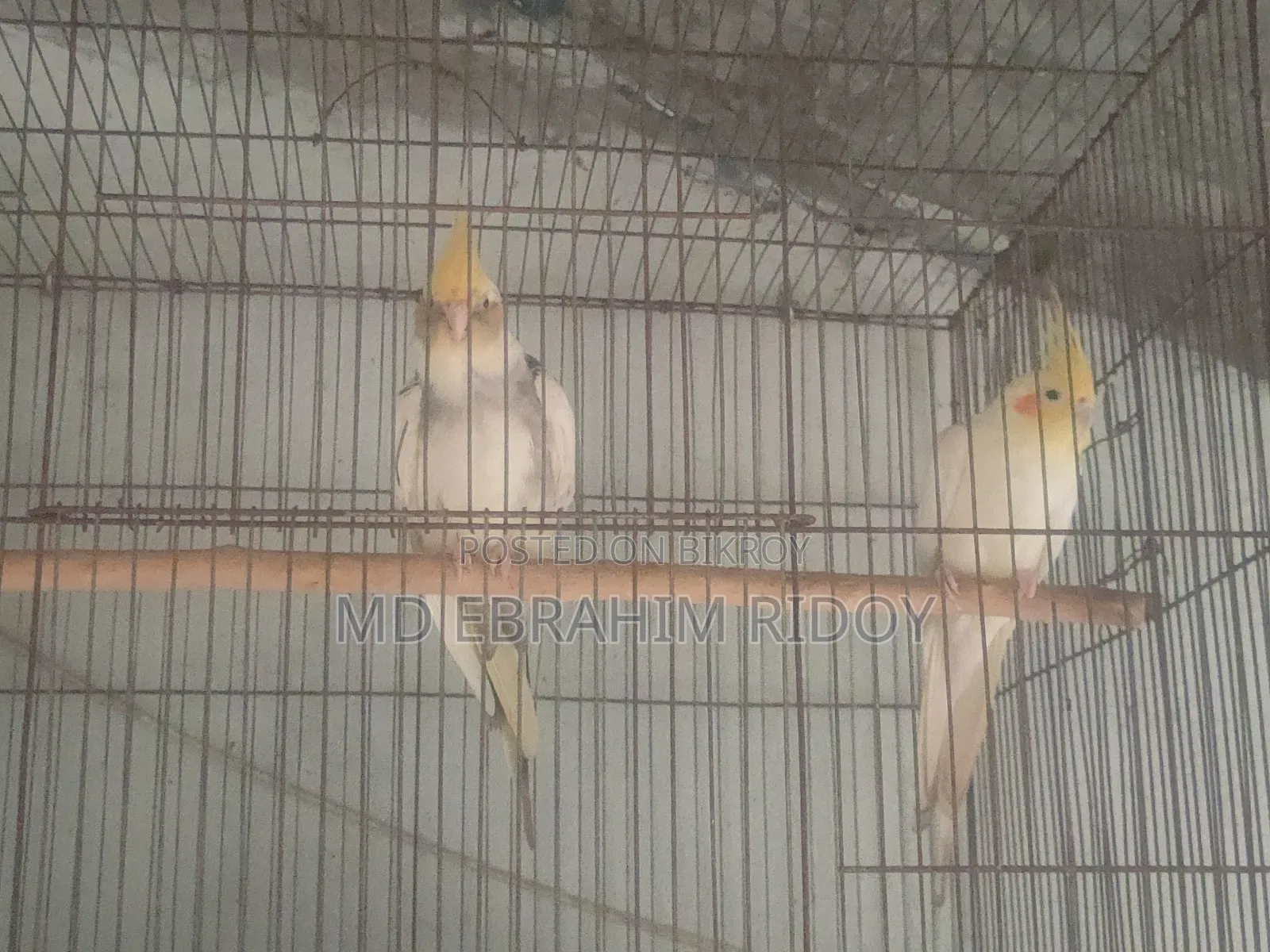 Cockatiel Birds