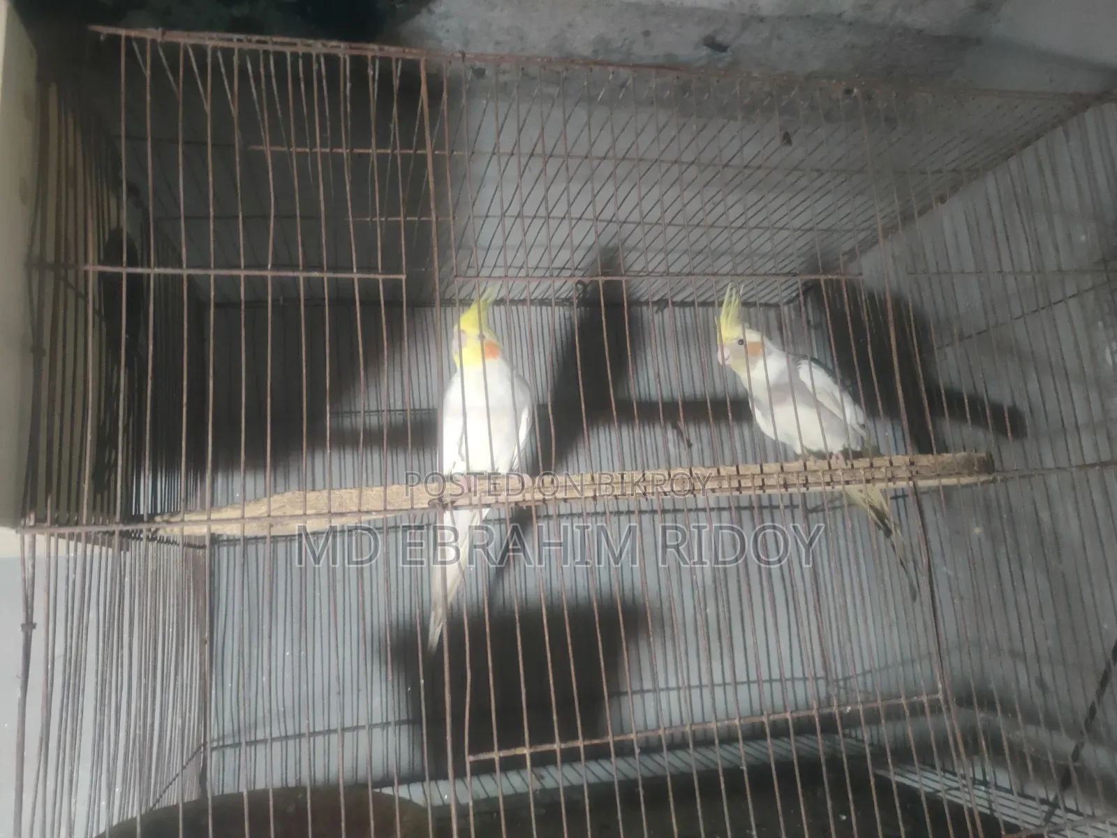 Cockatiel Birds
