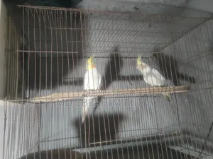 Cockatiel Birds