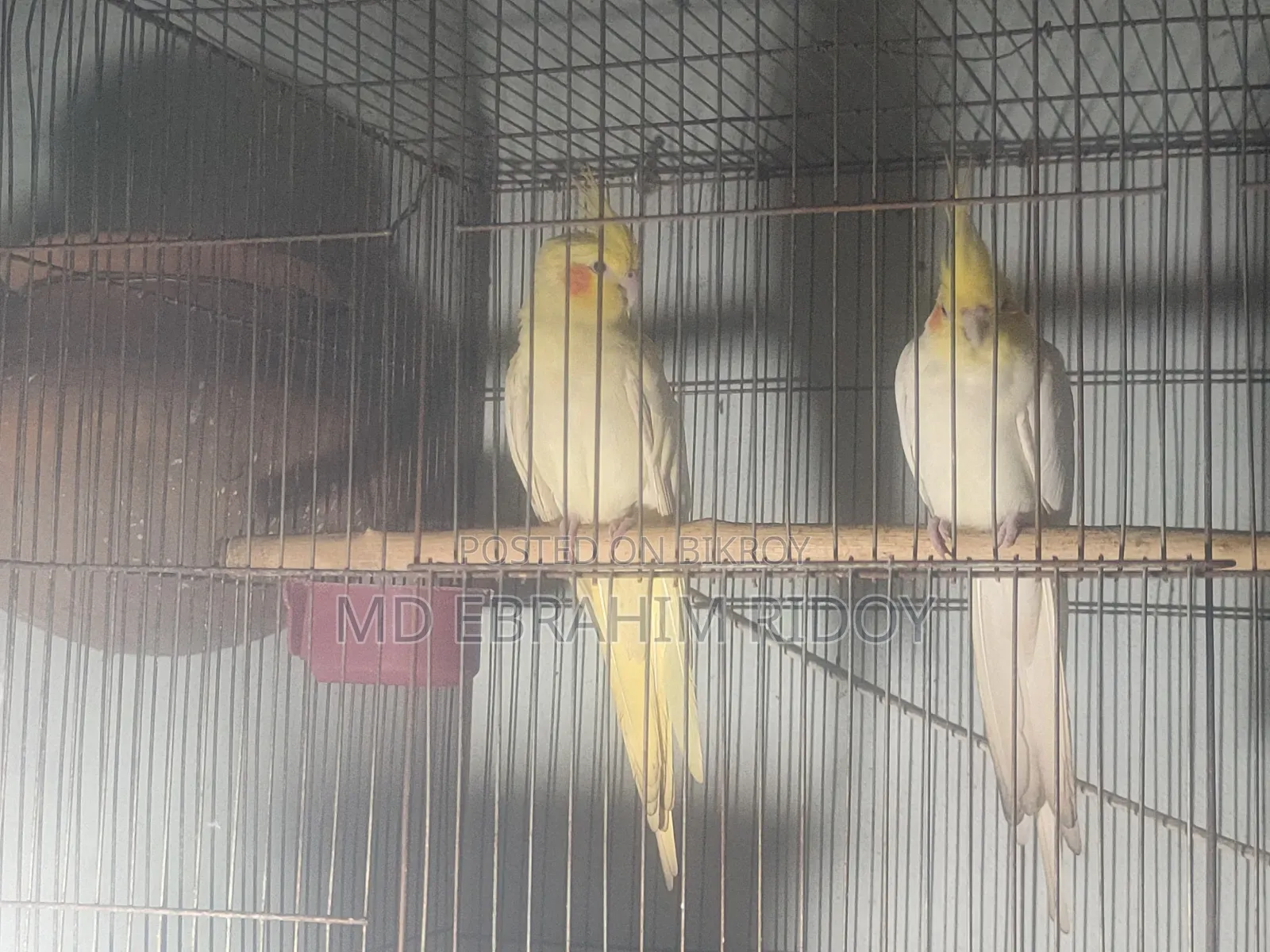 Cockatiel Birds