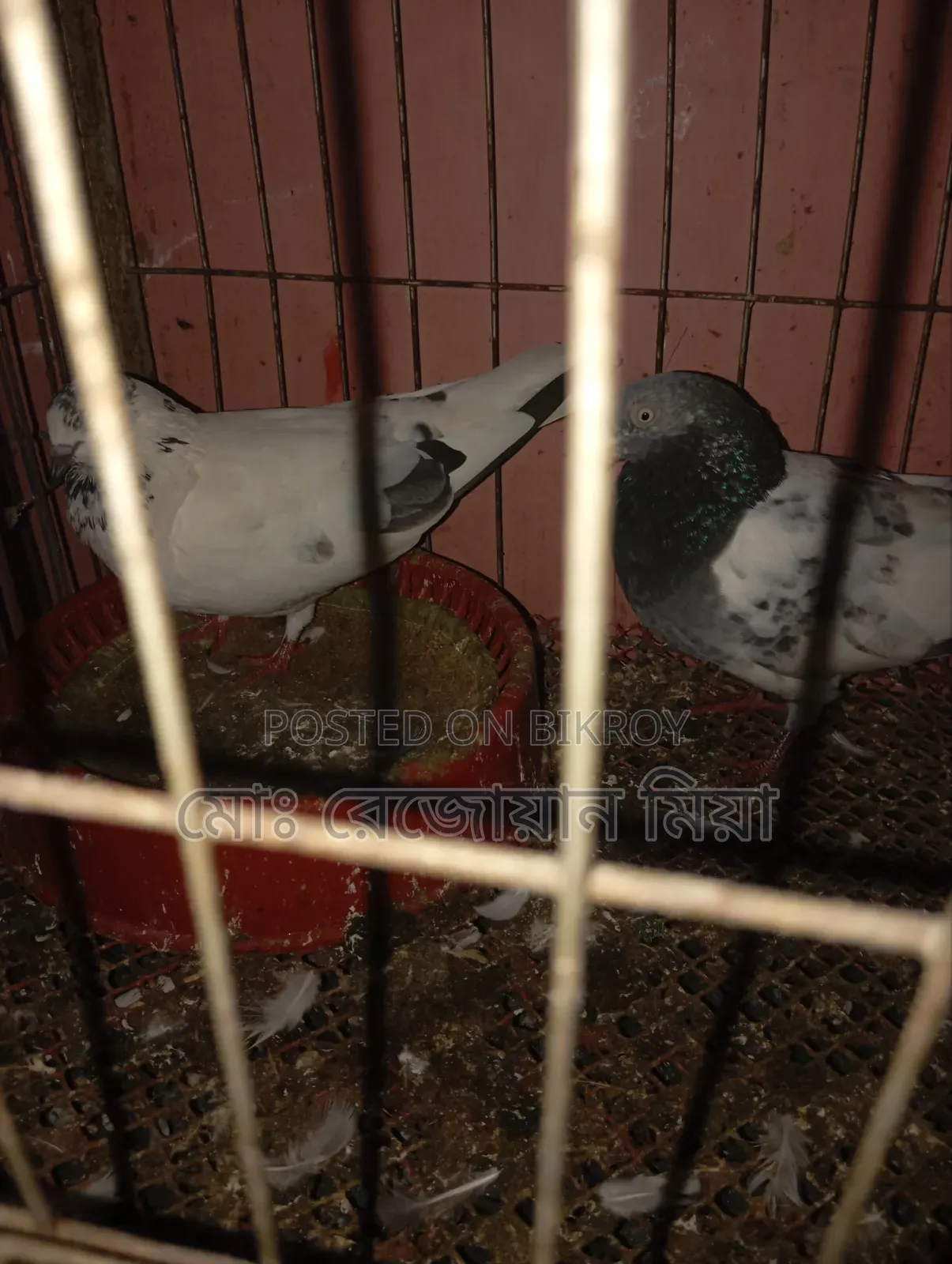 Giribaz Makhsi Running Pair