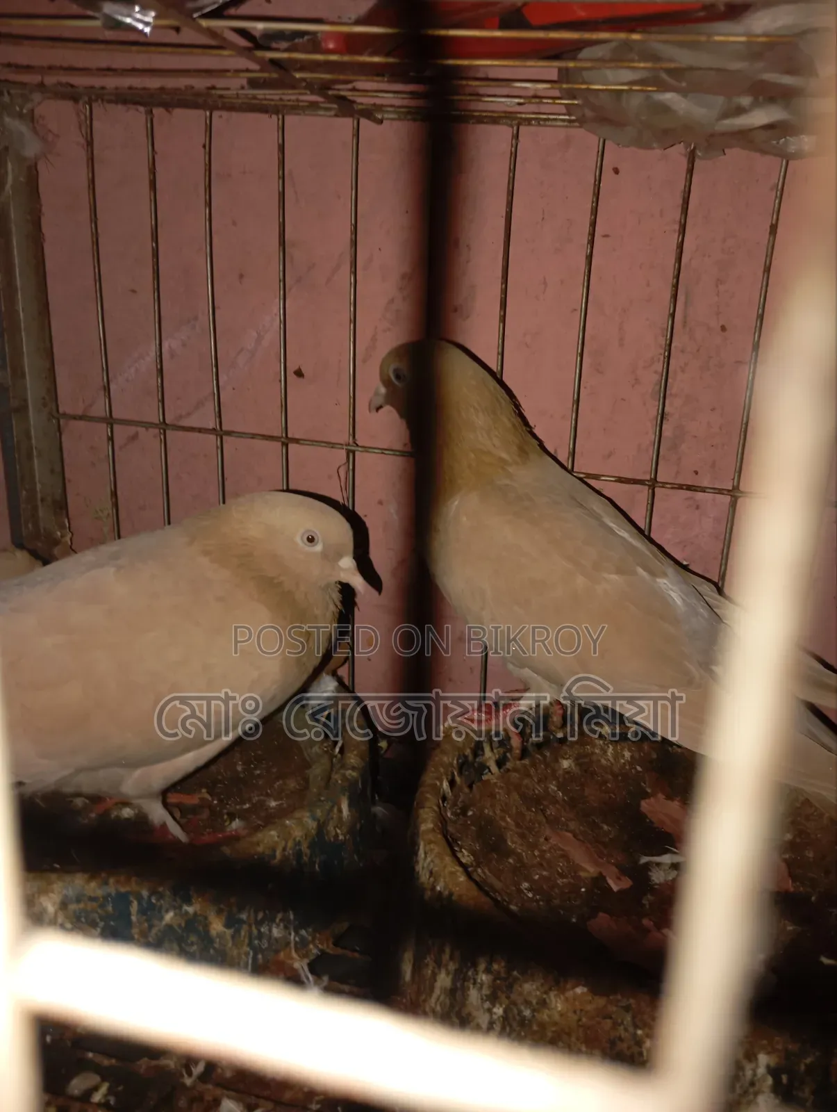 Giribaz Makhsi Running Pair