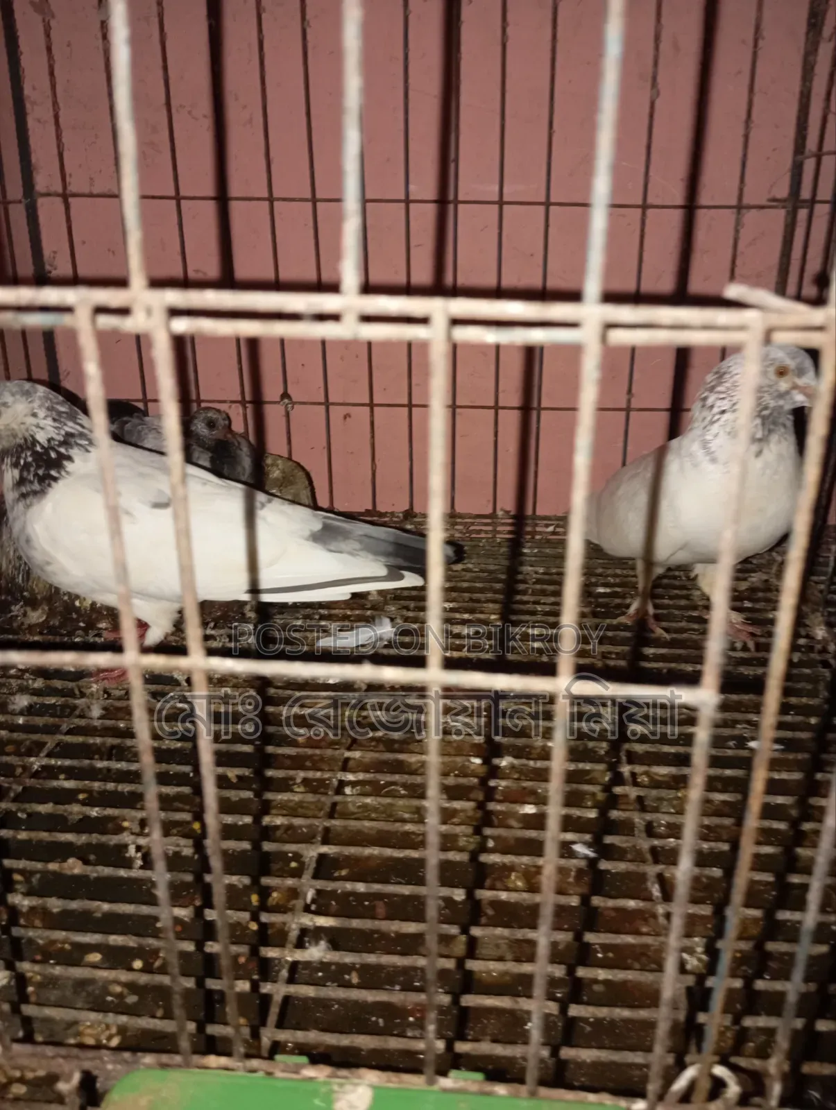 Giribaz Makhsi Running Pair